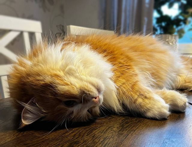 Sibirisk katt Flynn